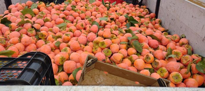 Los caquis recuperados por la Guardia Civil.