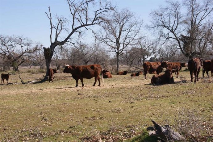 Archivo - Ganadería de retinto