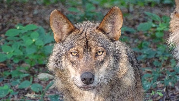 Archivo - Lobo ibérico.