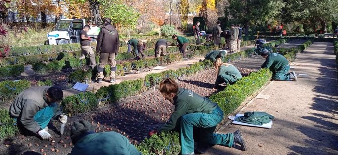 Los jardineros del Real Jardín Botánico retrasan dos semanas la plantación de tulipanes y narcisos por el caluroso otoño.