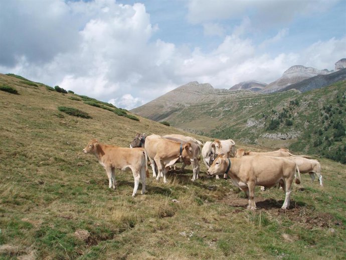 Archivo - Vacas en un prado