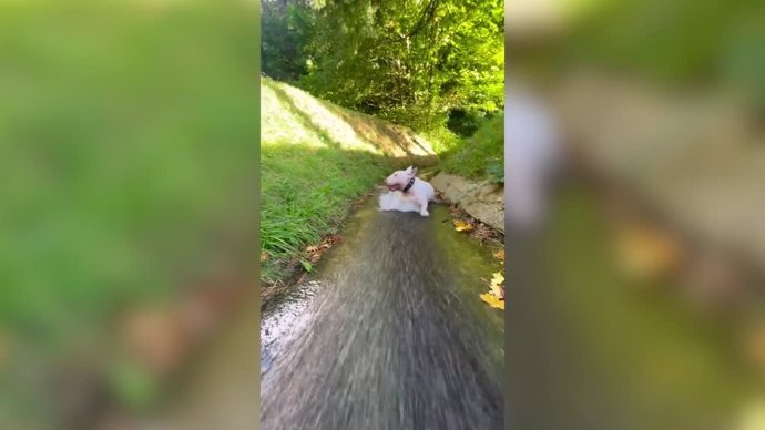 Este perro se lo pasa genial deslizándose por un riachuelo