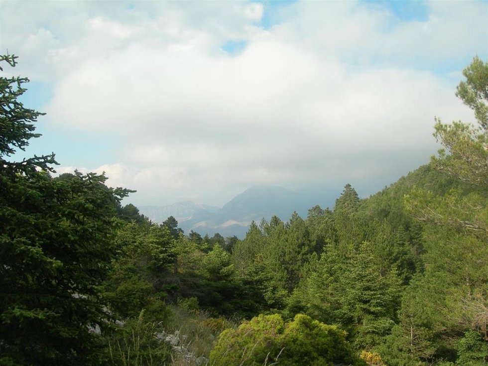 Archivo - Pinsapar del Parque Nacional Sierra de las Nieves de la provincia de Málaga