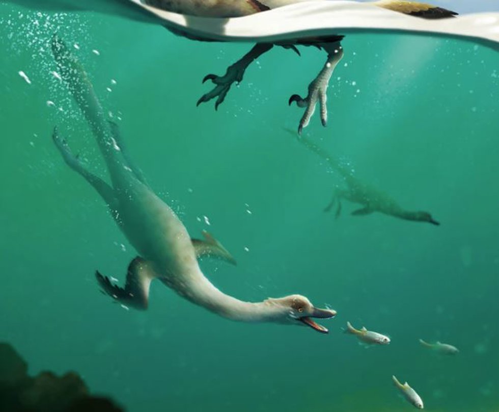La reconstrucción muestra el comportamiento de natación propuesto de Natovenator polydontus.