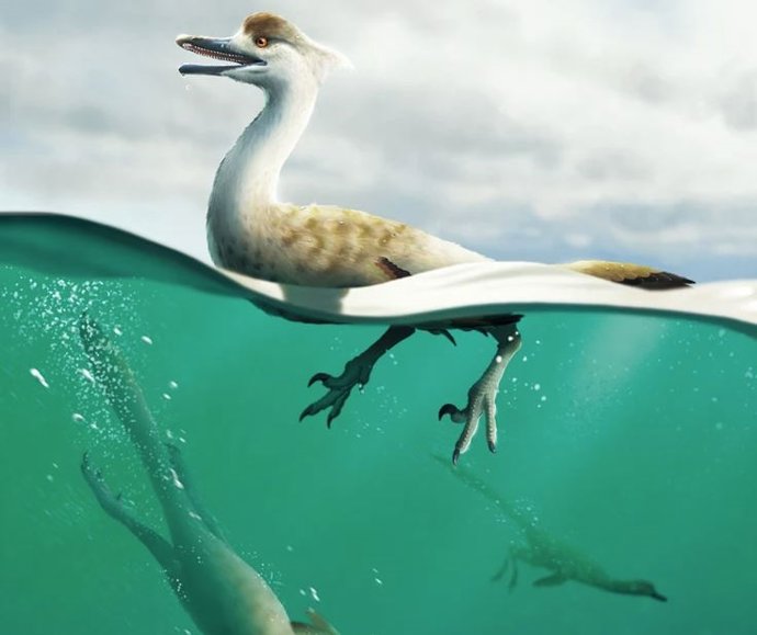 La reconstrucción muestra el comportamiento de natación propuesto de Natovenator polydontus.