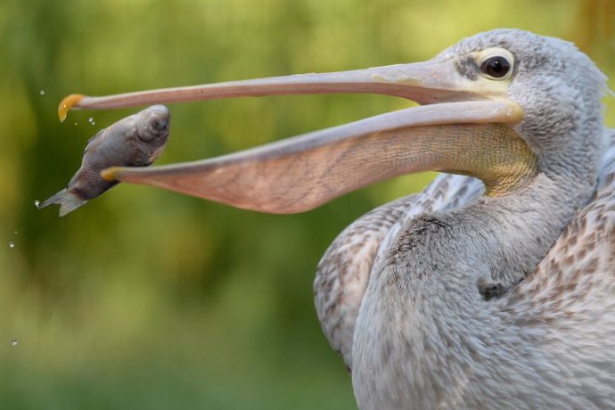 Archivo - 23 June 2021, Czech Republic, Dvur Kralove Nad Labem: A great white pelican catches a fish at the Safari Park in Dvur Kralove nad Labem in the Czech Republic. Photo: Slavek Ruta/ZUMA Wire/dpa