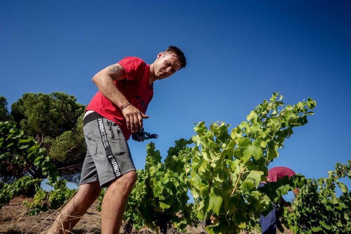 Archivo - Un trabajador recoge uvas en el campo, a 23 de agosto de 2022, en San Martín de Valdeiglesias, Madrid (España).