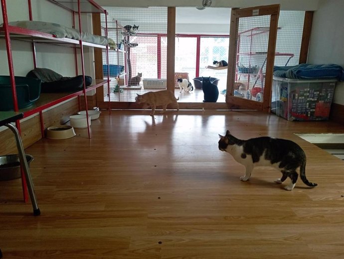 Archivo - Imagen del centro de acogida y recuperación felina 'El gatito óptimo'.