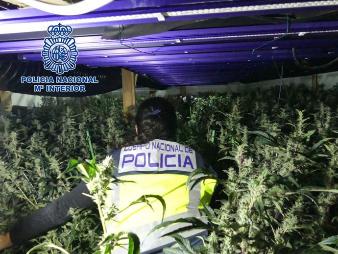 La Policia Nacional desmantella cinc macroplantacions destinades al cultiu massiu de marihuana