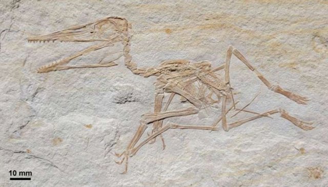 Pterodactylus antiquus, DMA-JP-2014/004, del Jurásico Superior (Kimmeridgian) Formación Torleite de Painten; fotografía general.