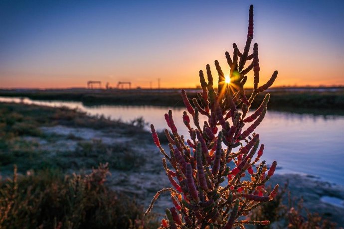 Archivo - Cádiz.- 'Sol-icornia', de Eva Alcázar, gana el concurso de fotos del Día de los Humedales en Los Toruños