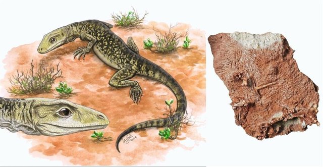 El lagarto Cryptovaranoides microlanius vivió hace más de 200 millones de años.