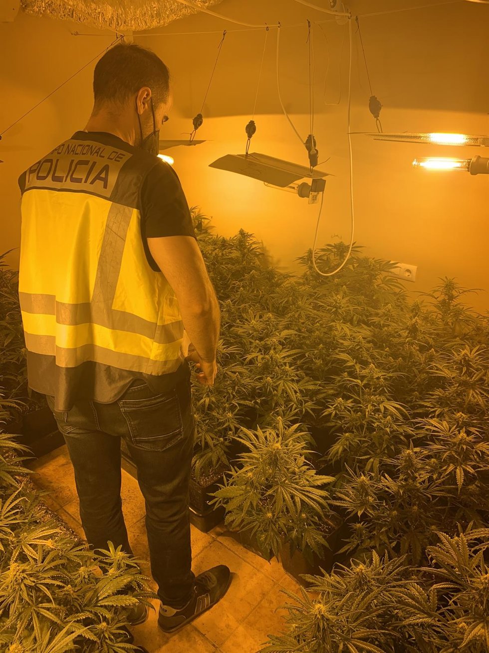 Una de las plantaciones desmanteladas en la provincia de Valencia