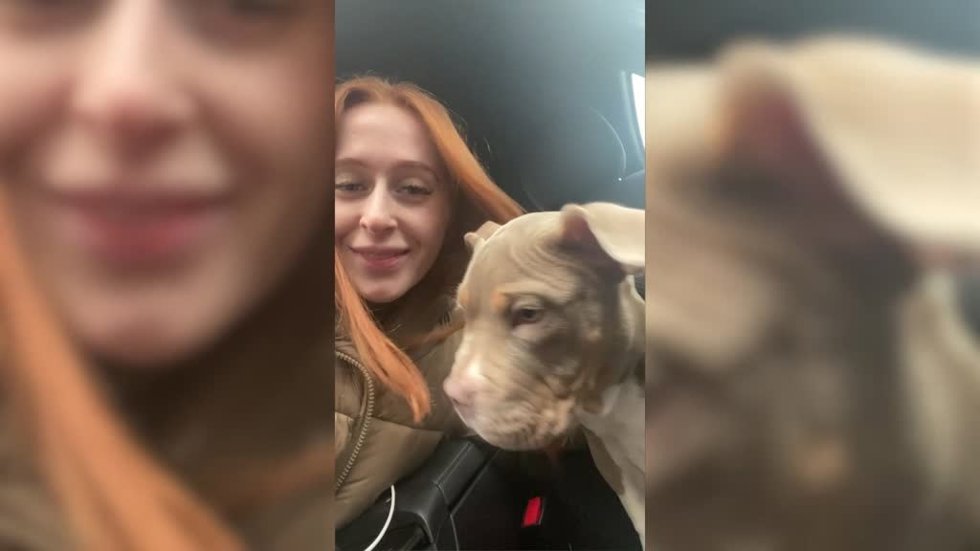 El espíritu navideño de este perro ha sorprendido a las redes