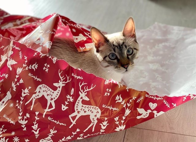 Mascota entre papel de regalo.