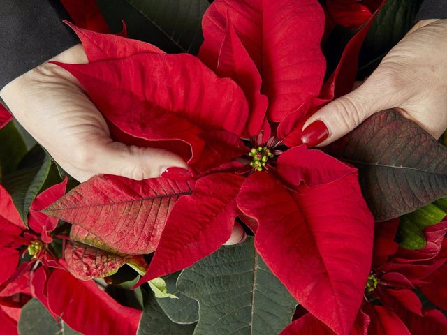 Archivo - La flor de Pascua es la planta por excelencia de la Navidad