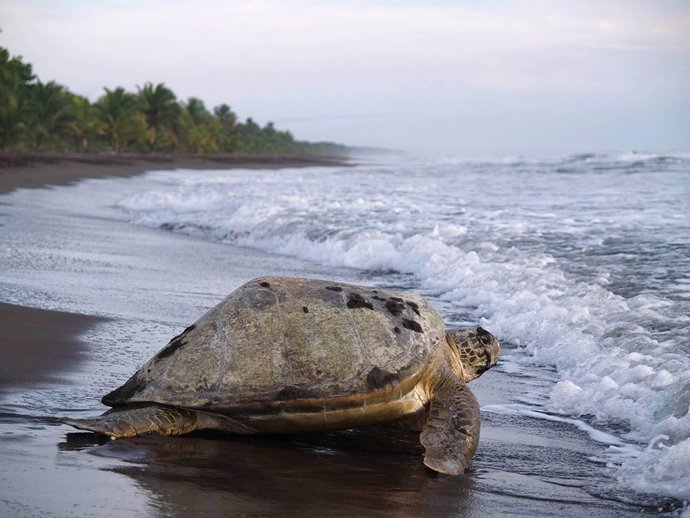 Archivo - Tortuguero de Costa Rica