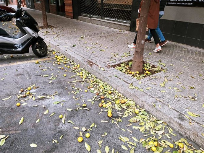 Algunas naranjas amargas caídas de ejemplares de la zona de Viapol hace tan solo unos días.