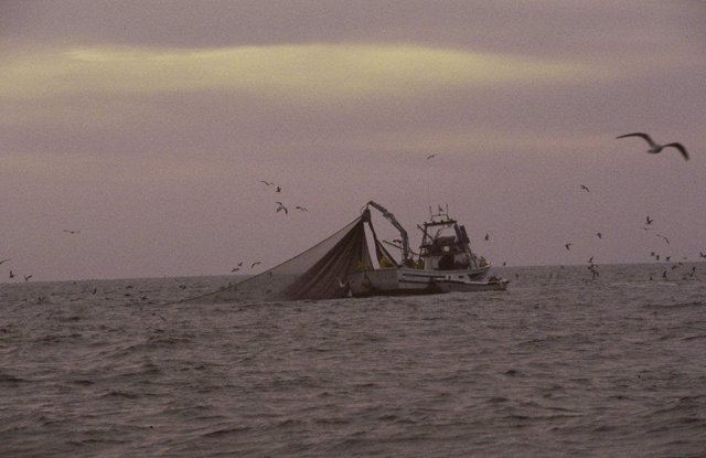La Junta aumenta las ayudas por la parada adicional de la pesca de cerco del Golfo de Cádiz durante febrero.