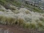 El Cabildo de Tenerife destinará 3,5 millones de euros a la lucha contra la flora exótica invasora