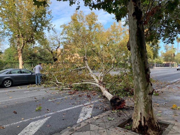 Rama caída en la avenida de la Borbolla.