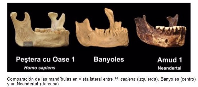 Investigadores españoles prueban la existencia de una especie humana distinta de los neandertales en Europa