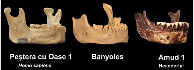 Científicos norteamericanos y españoles publican que el Sapiens más antiguo de Europa es la mandíbula de Banyoles.
