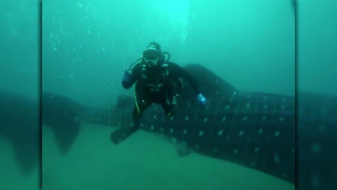 Buzos del Centro de Estudios y Conservación de Animales Marinos (Cecam) de Ceuta que se encargan del control de la almadraba calada en la bahía sur de la ciudad autónoma hallan un tiburón ballena, el pez más grande del mundo