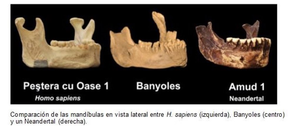 Investigadores españoles prueban la existencia de una especie humana distinta de los neandertales en Europa