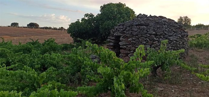 Archivo - Viñas de D.O. Arribes del Duero