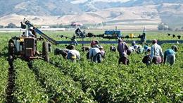 Trabajadores en el campo.