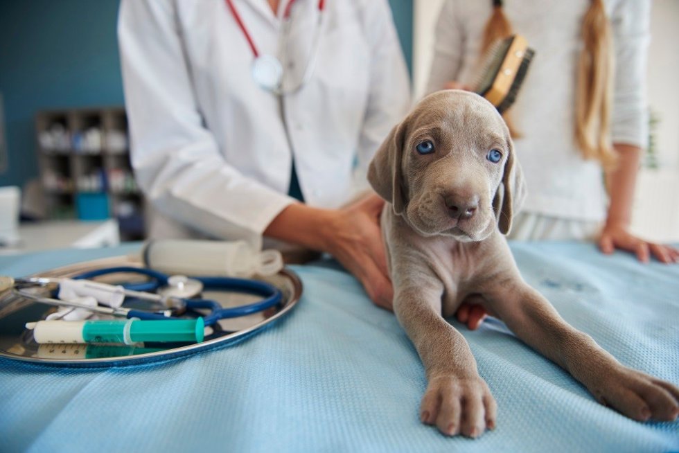 Perro en el veterinario