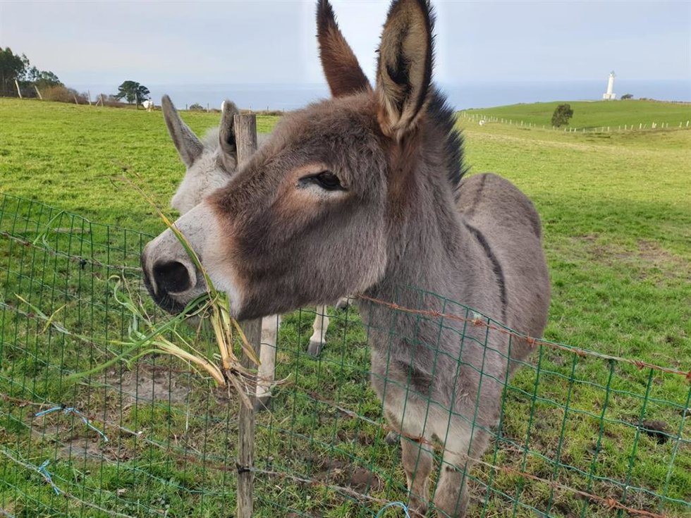 Archivo - Burros en un prado.