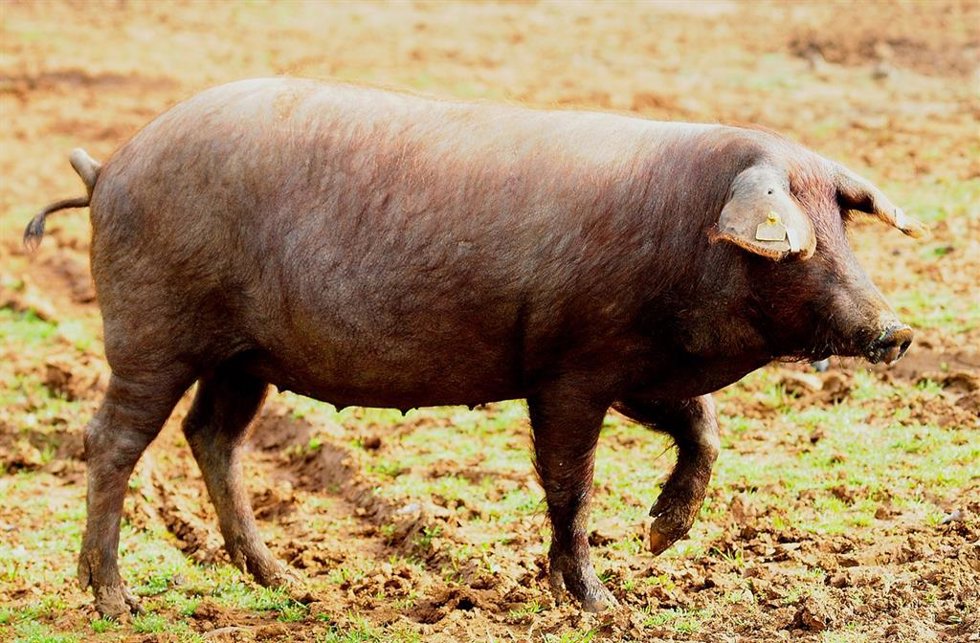 Archivo - Cerdo Ibérico.