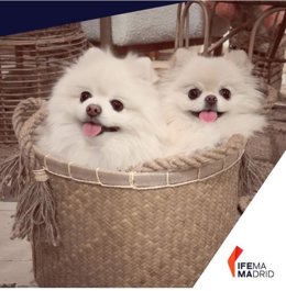 Gucci y Tiffani, los dos influencers pomerania de 100x100mascota 2022