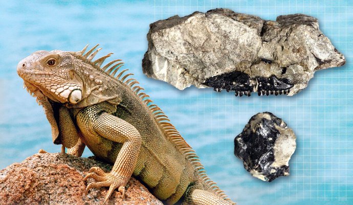 Una iguana moderna, izquierda, y dos bloques (derecha) que contienen el holotipo de Microteras borealis. El holotipo consta de una porción del hocico (arriba) y la caja craneana (abajo).