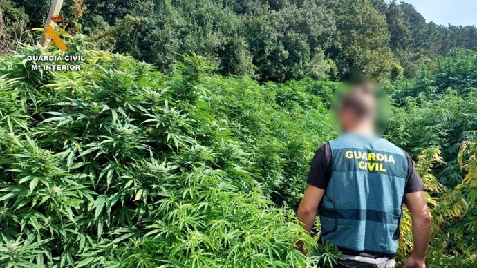 Una de las plantaciones de marihuana desmanteladas.