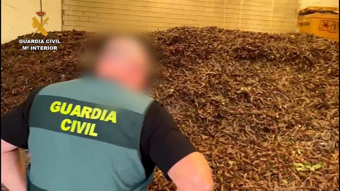 Un agente de la Guardia Civil ante una de las intervenciones de algarrobas sustraídas.