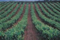 Asaja-Cádiz valora "muy bien" las lluvias aunque gustaría que cayera "con menos intensidad y más días"