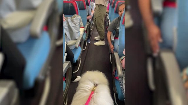 Esta mujer viaja por todo el mundo en compañía de sus perros