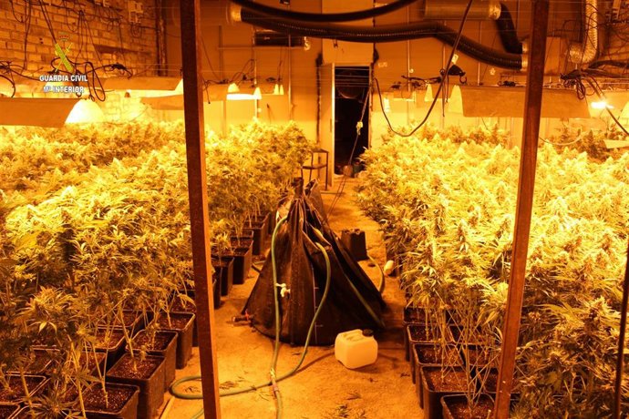 Archivo - Imagen de archivo de una plantación interior de marihuana
