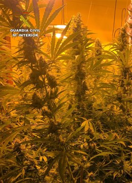 Imagen de la plantación