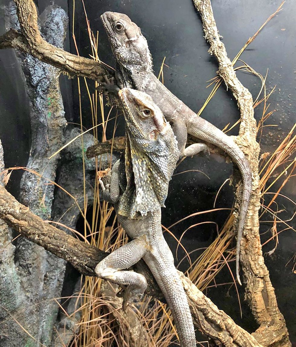 Lagarto de Gorguera