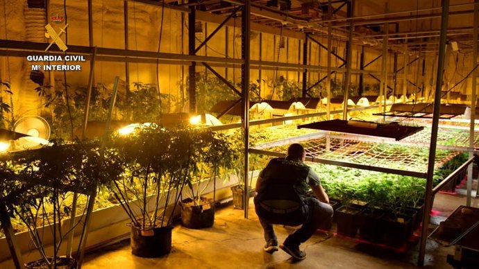 La Guardia Civil desmantela 12 puntos de venta y cultivo de droga en la Merindad de Tudela.