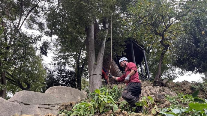 Nota De Prensa Arbolado.