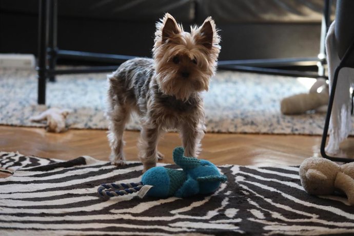 Archivo - Un perro doméstico en un domicilio.