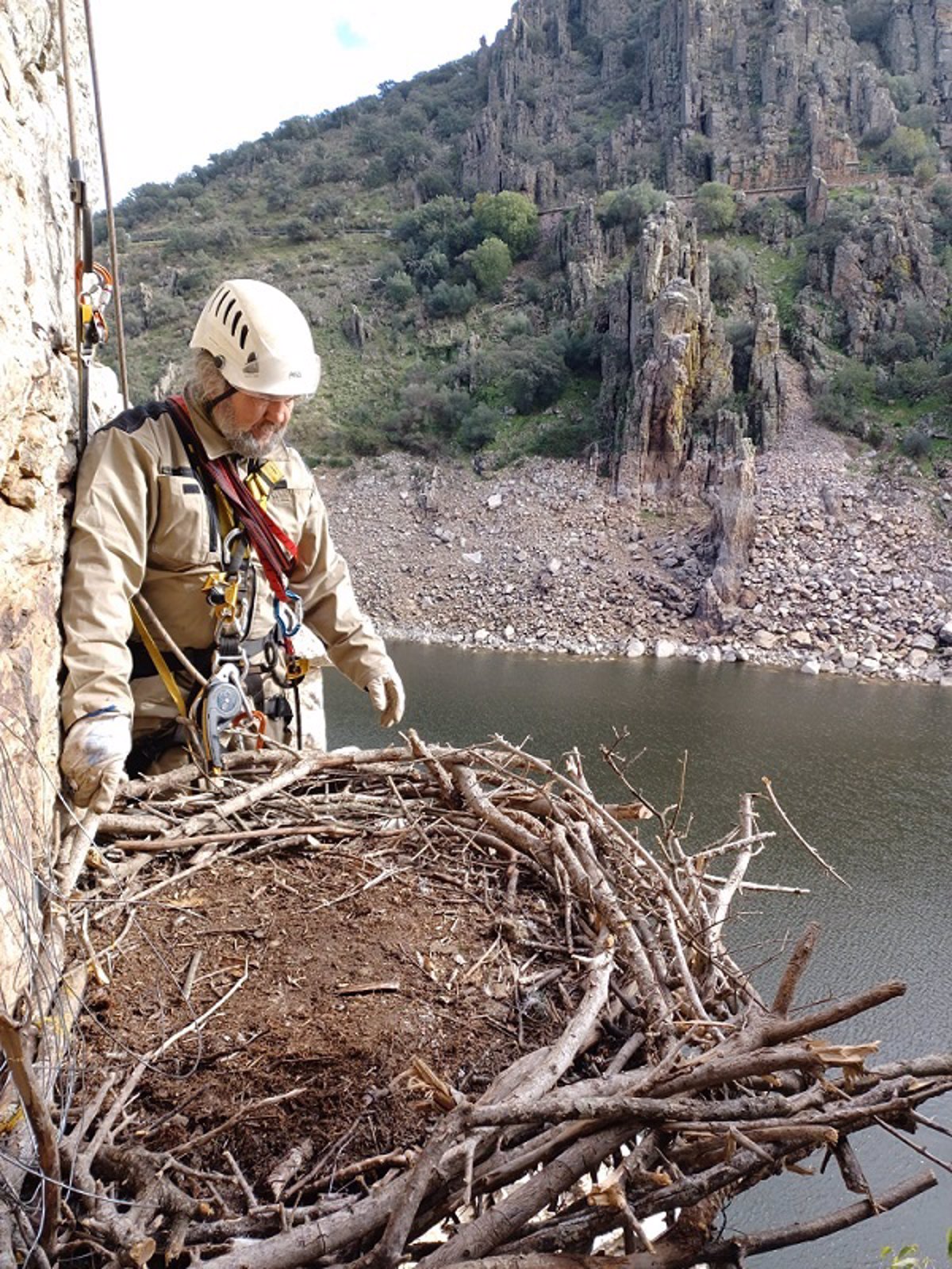 Construyen un nido de águila imperial en Montemolín para recuperar una  pareja y 13 plataformas para buitres en Monfragüe