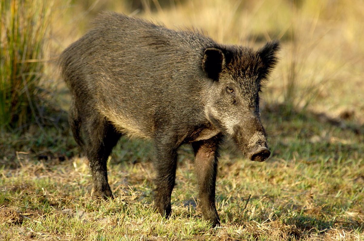 Los cerdos domésticos se vuelven jabalíes nuevamente cuando son liberados  en la naturaleza? - Quora