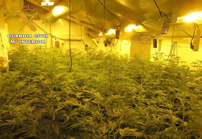 Plantas de cannabis sativa incautadas en Tobarra.