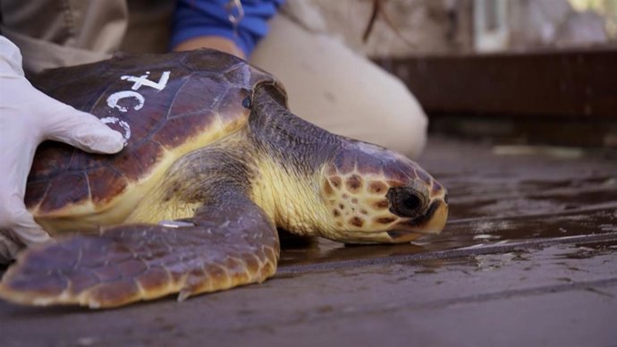 Tortuga número 700 en el ARCA del Mar